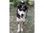 Adopt Archie a Collie / Mixed dog in Penticton, BC (41487924)