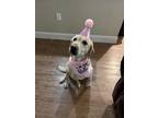Adopt Leia a Tan/Yellow/Fawn Labrador Retriever / Mixed dog in San Antonio