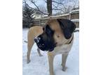 Adopt George a Tan/Yellow/Fawn Mastiff / Mixed dog in Kansas City, MO (38523717)