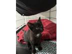 Adopt Lexus a Black (Mostly) Domestic Mediumhair (medium coat) cat in Garden