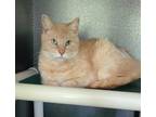 Adopt 6245 (Max) a Orange or Red Domestic Shorthair / Mixed (short coat) cat in