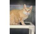 Adopt 6247 (Oliver) a Orange or Red Domestic Shorthair / Mixed (short coat) cat