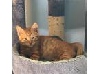 Adopt Howie a Orange or Red Tabby Tabby (short coat) cat in Minneapolis