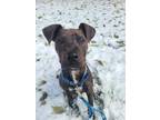 Adopt wriggley a Brindle - with White Terrier (Unknown Type