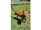 Adopt Venom a Pit Bull Terrier / Shepherd (Unknown Type) / Mixed dog in Norman