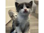 Adopt Duke a Gray or Blue (Mostly) Domestic Shorthair (short coat) cat in
