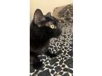 Adopt Duchess a All Black Tabby / Mixed (medium coat) cat in Tucson