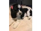 Adopt Sophie a Black - with White Cavapoo / Mixed dog in Branson, MO (41500651)