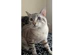 Adopt Chaos a Gray, Blue or Silver Tabby Tabby / Mixed (medium coat) cat in