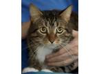 Adopt Emma a Domestic Shorthair / Mixed cat in North Fort Myers, FL (41492747)