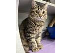 Adopt Dean a Domestic Mediumhair / Mixed cat in Sheboygan, WI (41499775)