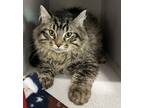 Adopt Sam a Domestic Mediumhair / Mixed cat in Sheboygan, WI (41499774)
