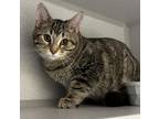 Adopt Bobby a Domestic Shorthair / Mixed cat in Sheboygan, WI (41499772)