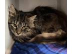 Adopt Thumper a Domestic Longhair / Mixed cat in Sheboygan, WI (41499770)