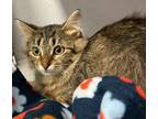 Adopt Bambi a Domestic Longhair / Mixed cat in Sheboygan, WI (41499769)
