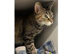 Adopt Lil Mama a Domestic Shorthair / Mixed cat in Sheboygan, WI (41486752)