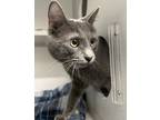 Adopt Bear a Domestic Shorthair / Mixed cat in Sheboygan, WI (41497415)