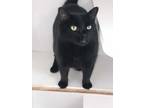 Adopt Shadow a All Black Domestic Shorthair (short coat) cat in Springfield