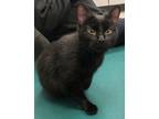 Adopt Ashling a Domestic Shorthair / Mixed cat in Sheboygan, WI (41500674)
