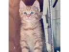 Adopt Hobbes a Orange or Red Tabby Tabby (medium coat) cat in Minneapolis