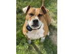 Adopt Marcy a Red/Golden/Orange/Chestnut - with White American Pit Bull Terrier