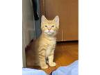 Adopt Honey a Tan or Fawn Tabby Tabby (short coat) cat in Minneapolis