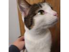 Adopt Cookie a White (Mostly) American Wirehair / Mixed (medium coat) cat in