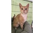 Adopt Delaney a Tan or Fawn (Mostly) Domestic Shorthair (short coat) cat in
