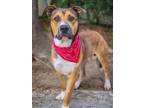 Adopt Louis a Tan/Yellow/Fawn - with White American Staffordshire Terrier /