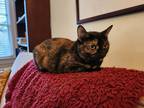 Adopt Ingrid a Tortoiseshell Domestic Shorthair / Mixed (short coat) cat in