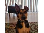 Adopt Huckleberry a Black - with Tan, Yellow or Fawn German Shepherd Dog / Mutt