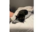 Adopt Mapel a Black (Mostly) Domestic Shorthair / Mixed (short coat) cat in