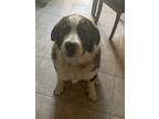 Adopt Otto a Brown/Chocolate - with White St. Bernard / Mutt / Mixed dog in