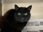 Adopt lt a All Black Domestic Shorthair (short coat) cat in Marion