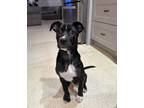 Adopt Pepper a Black - with White Mixed Breed (Medium) / Mixed dog in