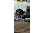 Adopt Penny a Black - with Tan, Yellow or Fawn Bluetick Coonhound / Mixed dog in