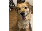 Adopt Mila a Tricolor (Tan/Brown & Black & White) Great Pyrenees / Husky / Mixed