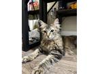 Adopt Leia a Brown Tabby Domestic Longhair / Mixed (long coat) cat in