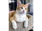 Adopt Mango a Orange or Red Tabby American Shorthair (short coat) cat in St.