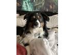 Adopt Zuko a Black - with White Australian Shepherd / Mixed dog in Spokane