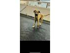 Adopt Boomer a Brown/Chocolate Boxer / German Shepherd Dog / Mixed dog in