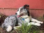Adopt Gimli a Gray/Silver/Salt & Pepper - with Black Border Collie / Mixed dog