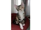 Adopt Buttercup a Domestic Shorthair / Mixed (short coat) cat in Ft.