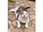 Adopt Marvin a Domestic Shorthair / Mixed (short coat) cat in POMONA