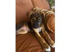 Adopt Ginny a Brown/Chocolate - with Black Blue Heeler / Shepherd (Unknown Type)