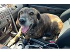 Adopt Amelia a Brindle Plott Hound / Mixed dog in Jacksonville, NC (41222873)