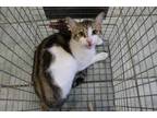 Adopt Randy a Brown or Chocolate Domestic Shorthair (short coat) cat in