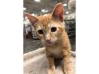 Adopt O.J. a Orange or Red Tabby (medium coat) cat in West Hills, CA (41500158)