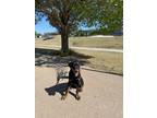 Adopt Grizzy a Black - with Tan, Yellow or Fawn Rottweiler / Mixed dog in