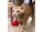 Adopt Roscoe a Orange or Red Tabby (medium coat) cat in West Hills